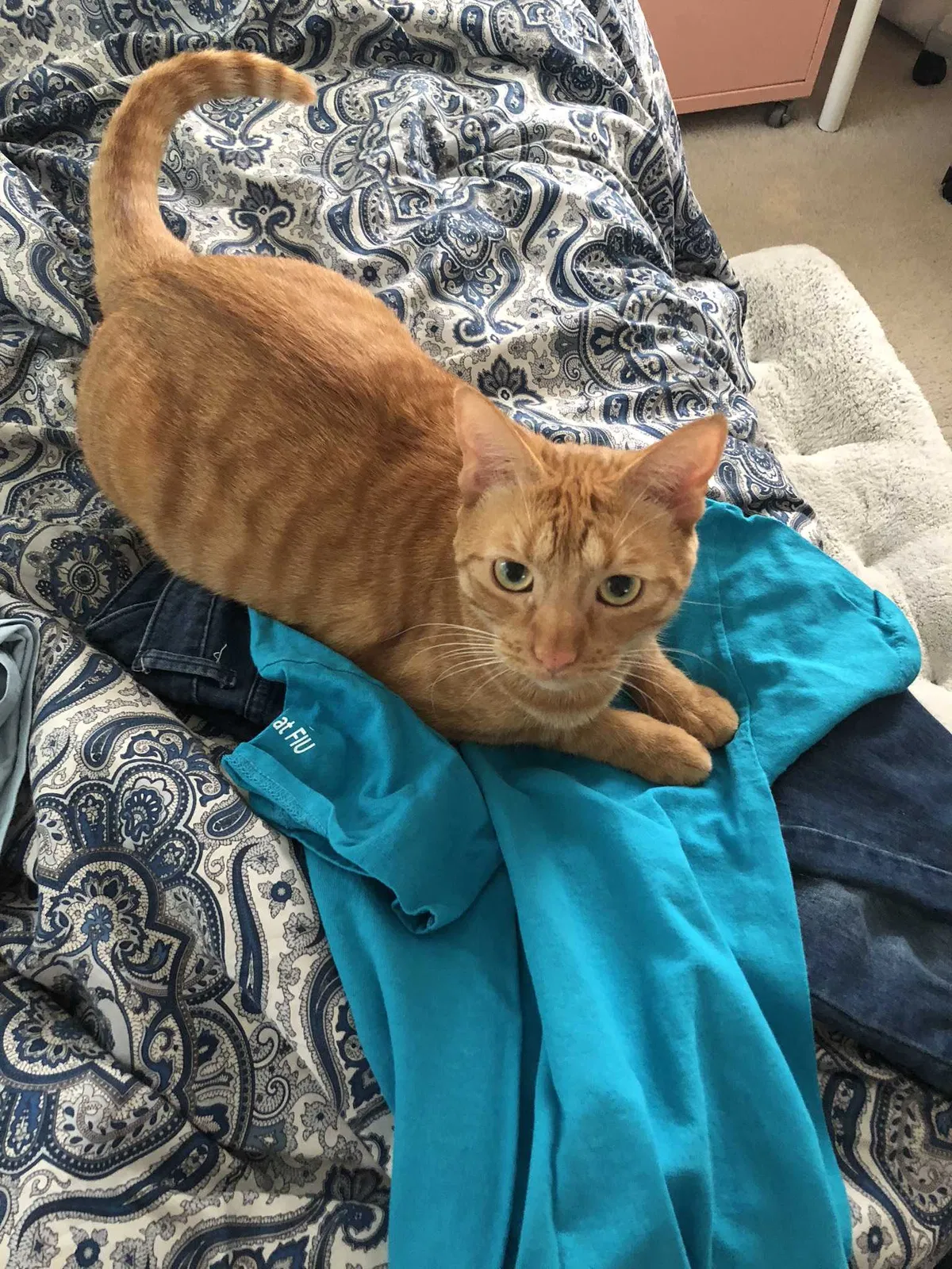 Lost cat in Miami, FL, 33165