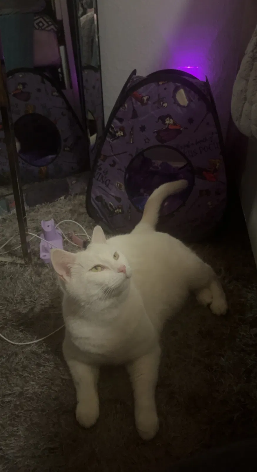 Lost cat in Lenoir City, TN, 37772