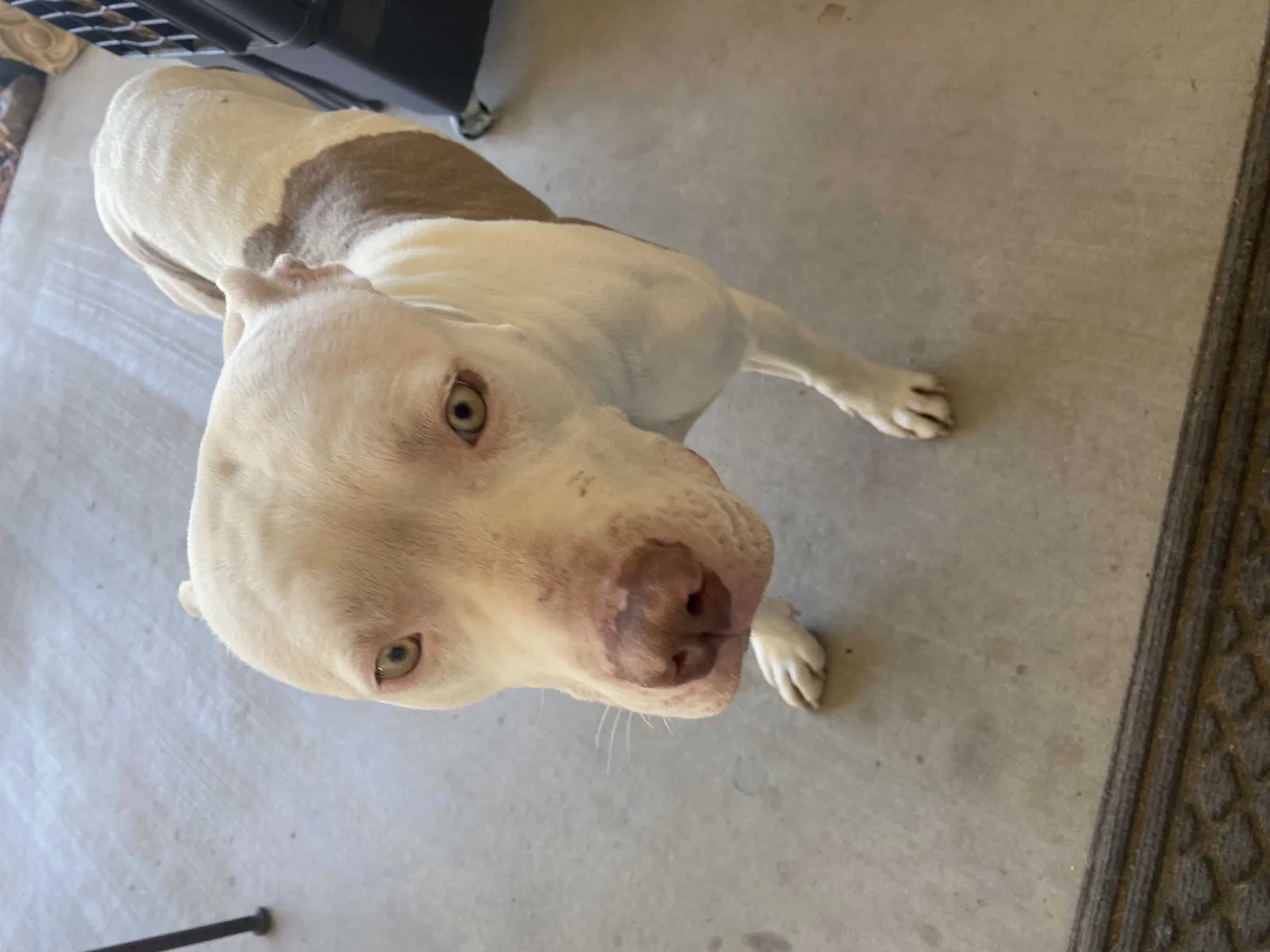 Found dog in Phoenix, AZ, 85050