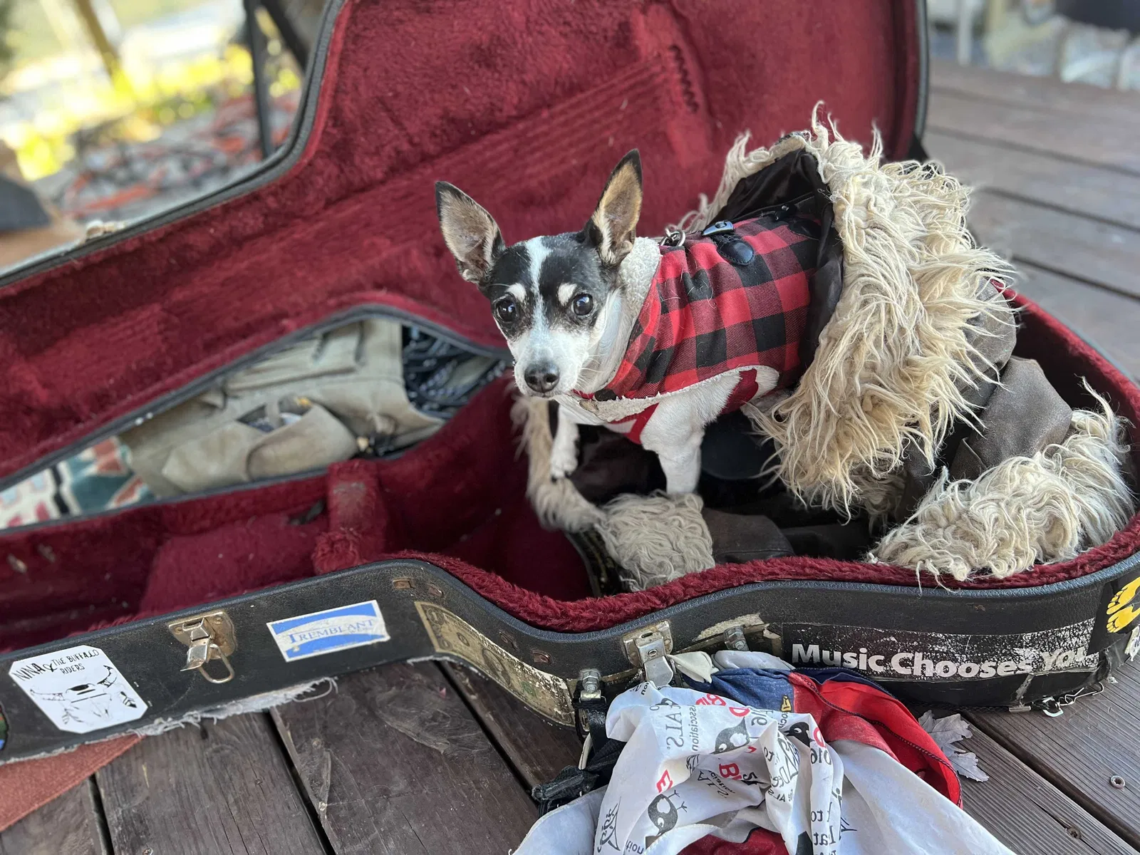 Lost dog in Turtletown, TN, 37391