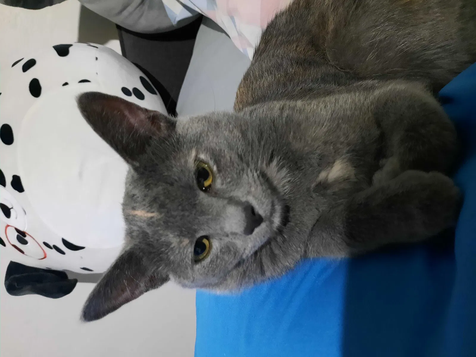Lost cat in Kansas City, MO, 64138