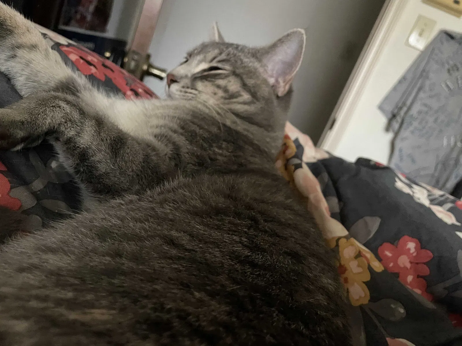 Lost cat in Houston, TX, 77031