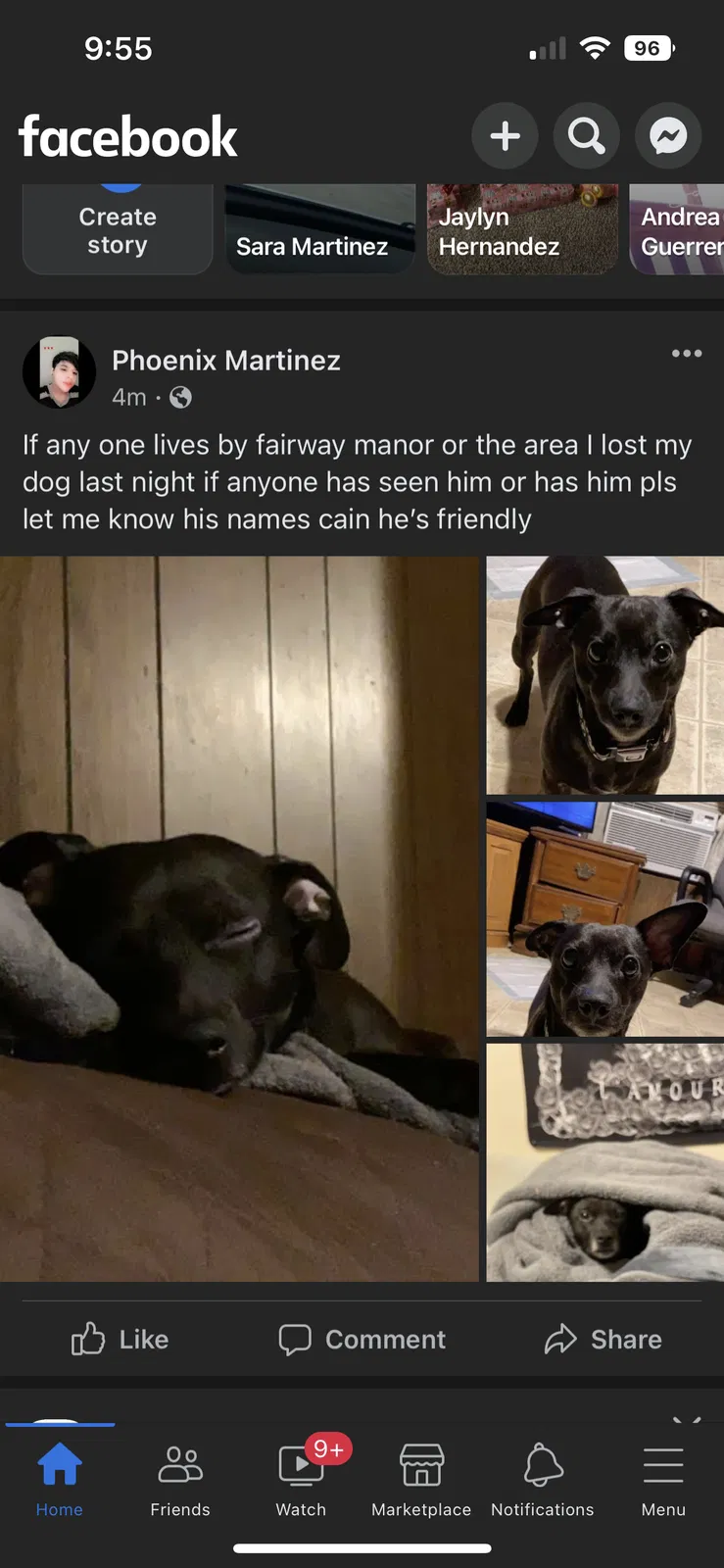 Lost dog in Seguin, TX, 78155
