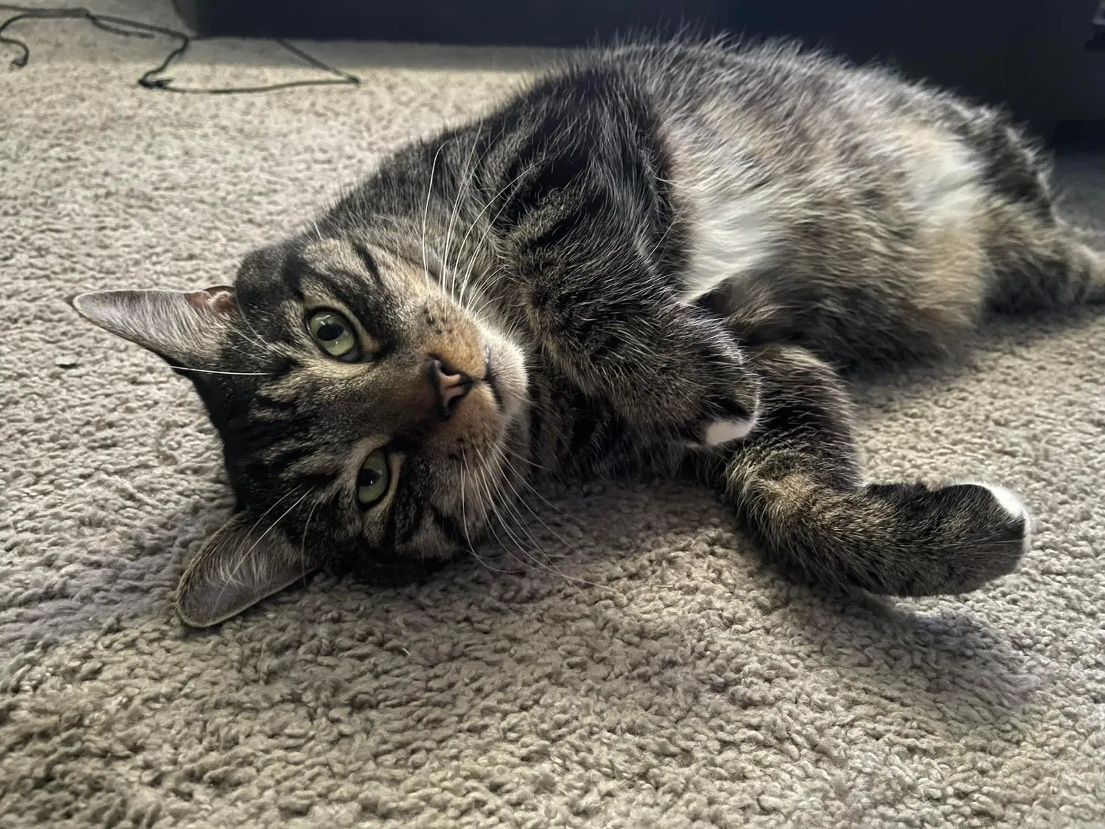 Lost cat in Glassport, PA, 15045