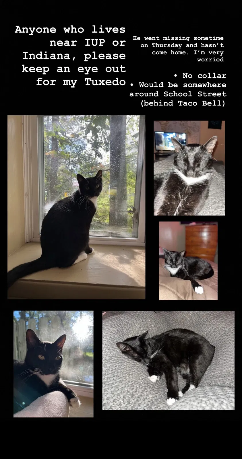 Lost cat in Indiana, PA, 15701