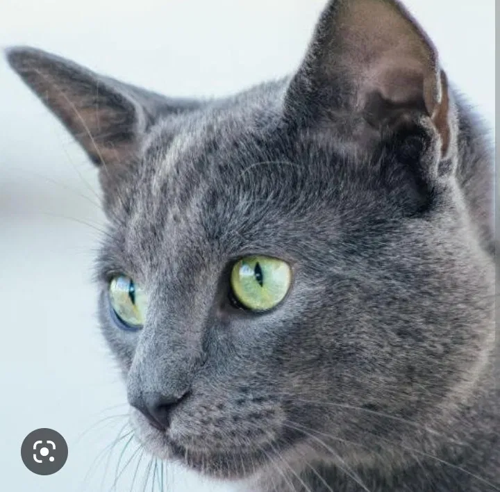 Lost cat in Charlotte, NC, 28213