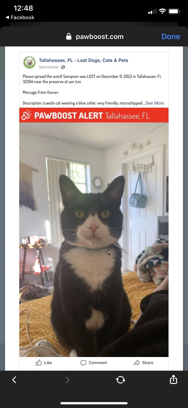 Lost cat in Tallahassee, FL, 32304