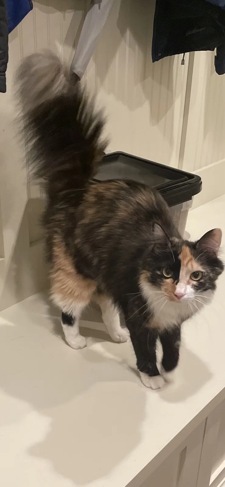 Lost cat in Hickory, NC, 28601