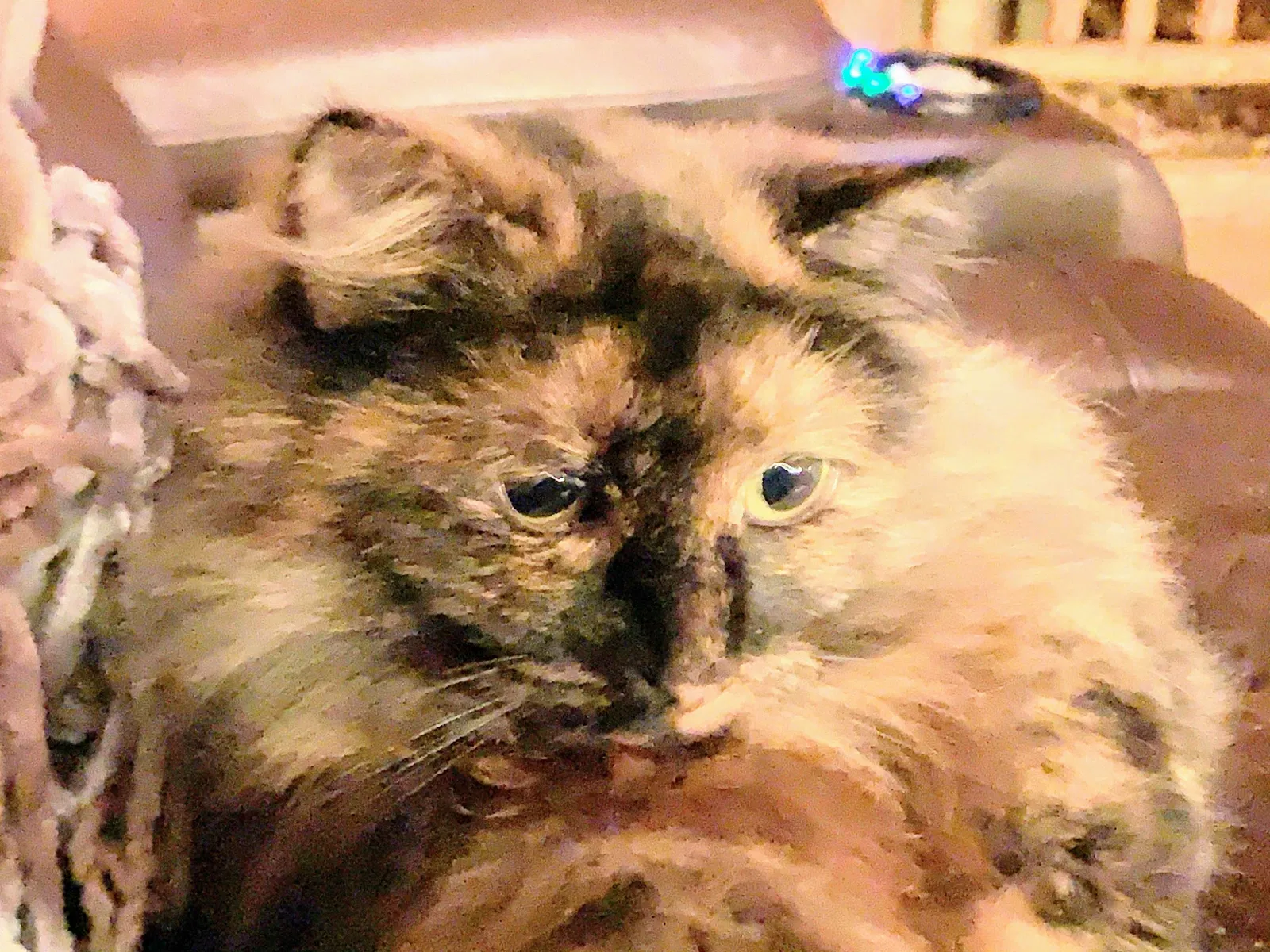 Lost cat in Spanaway, WA, 98387