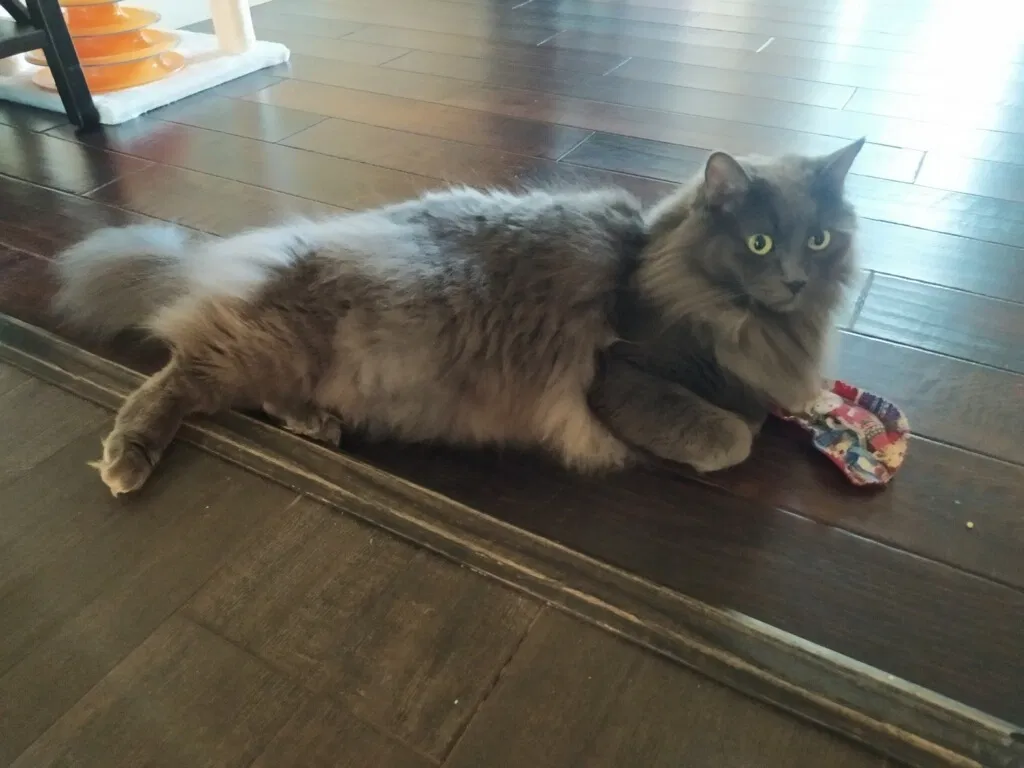Lost cat in San Carlos, CA, 94070