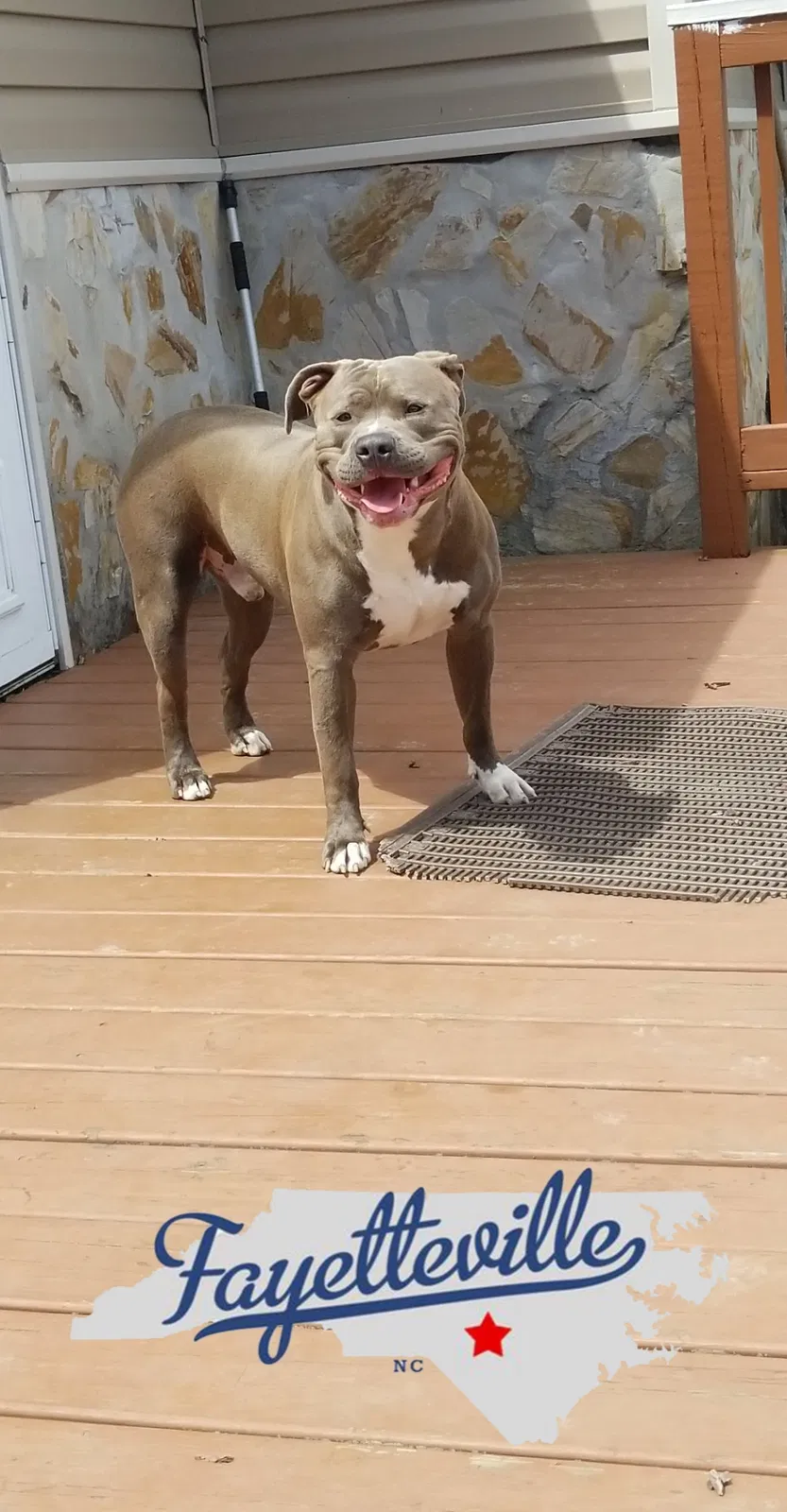 Lost dog in Fayetteville, NC, 28303