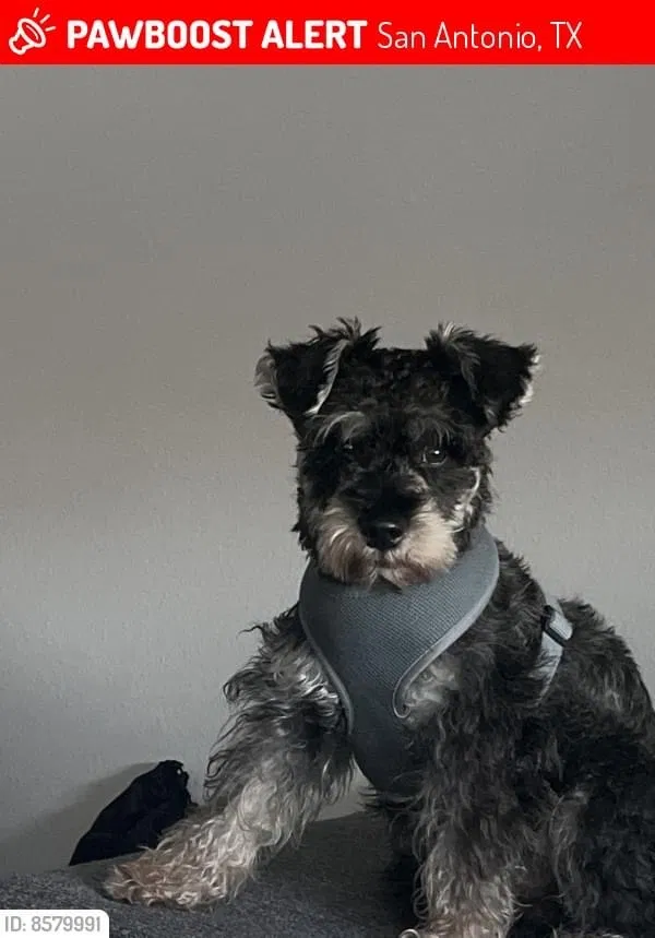 Lost dog in San Antonio, TX, 78219