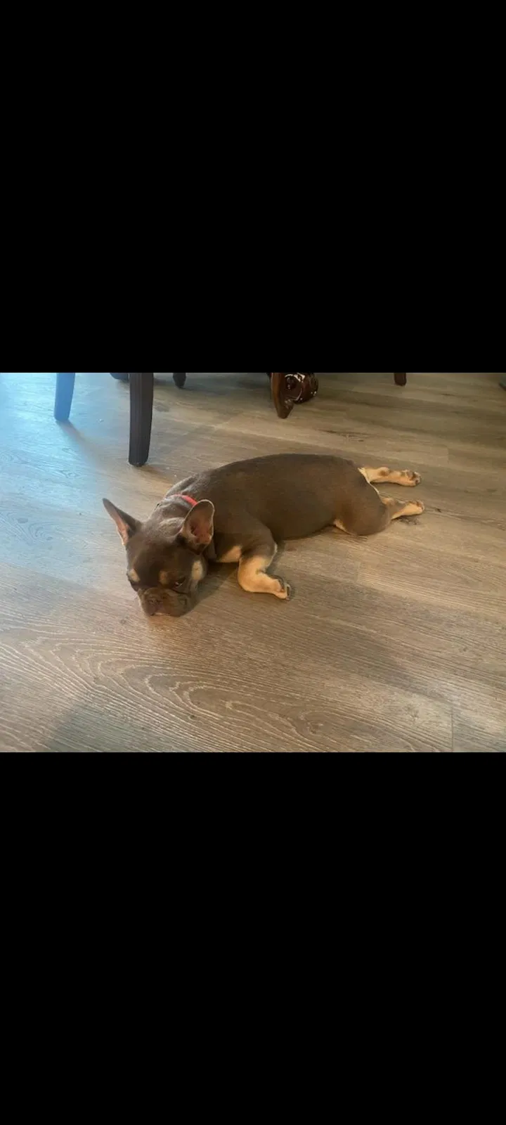 Lost dog in Bloomington, CA, 92316