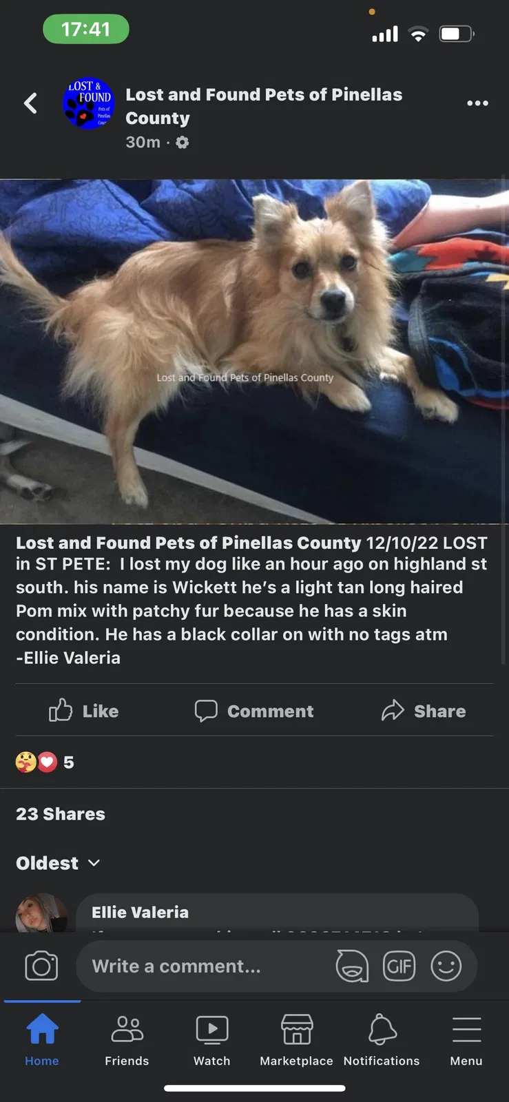 Lost dog in Saint Petersburg, FL, 33705