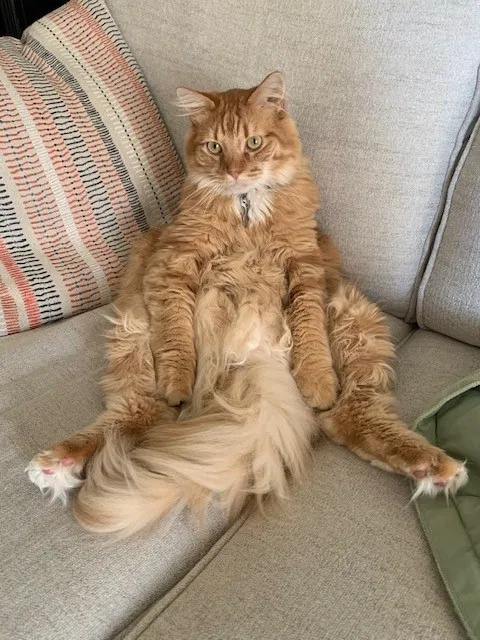 Lost cat in Roseville, CA, 95678