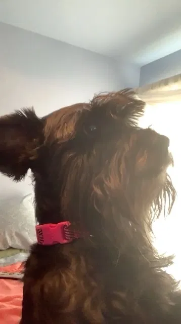 Lost dog in Fresno, CA, 93720