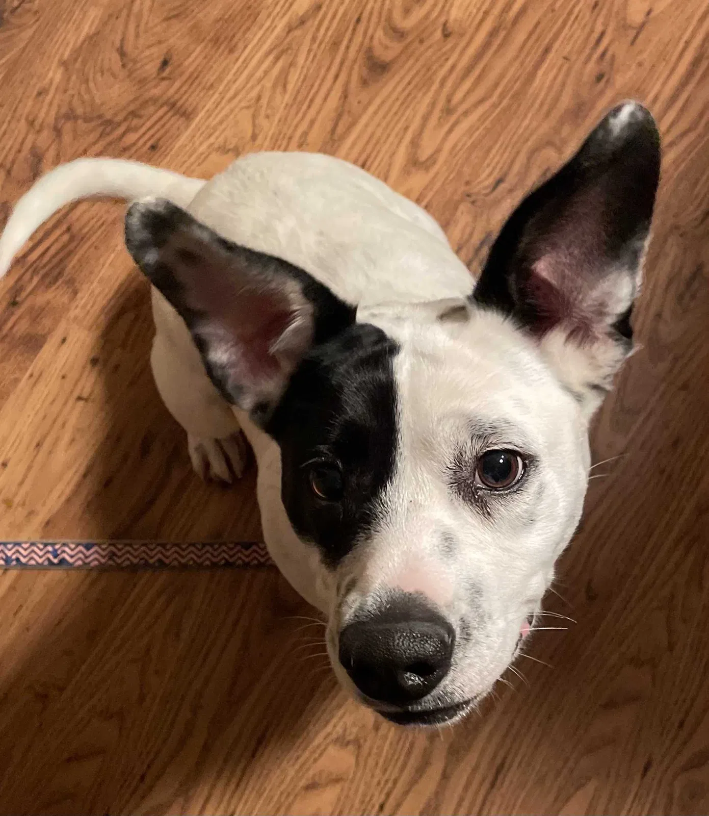 Lost dog in Philadelphia, PA, 19118