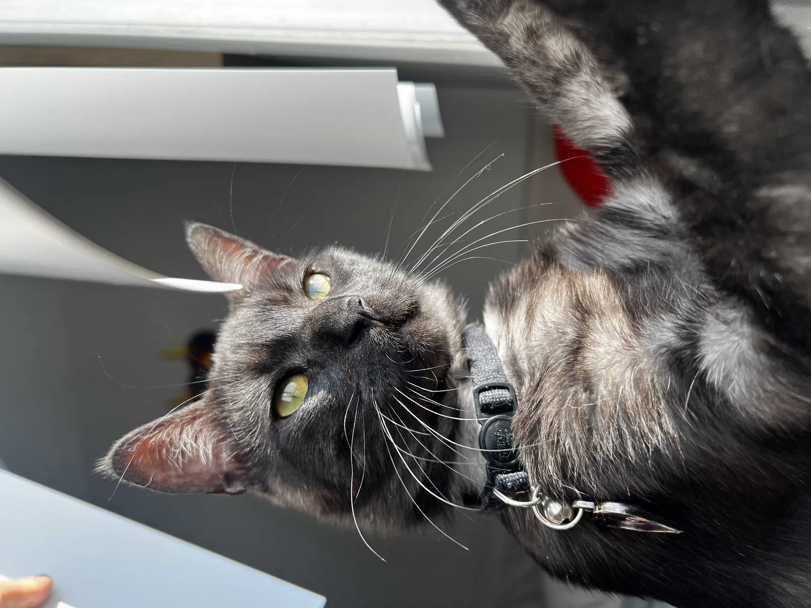 Lost cat in Fort Collins, CO, 80526