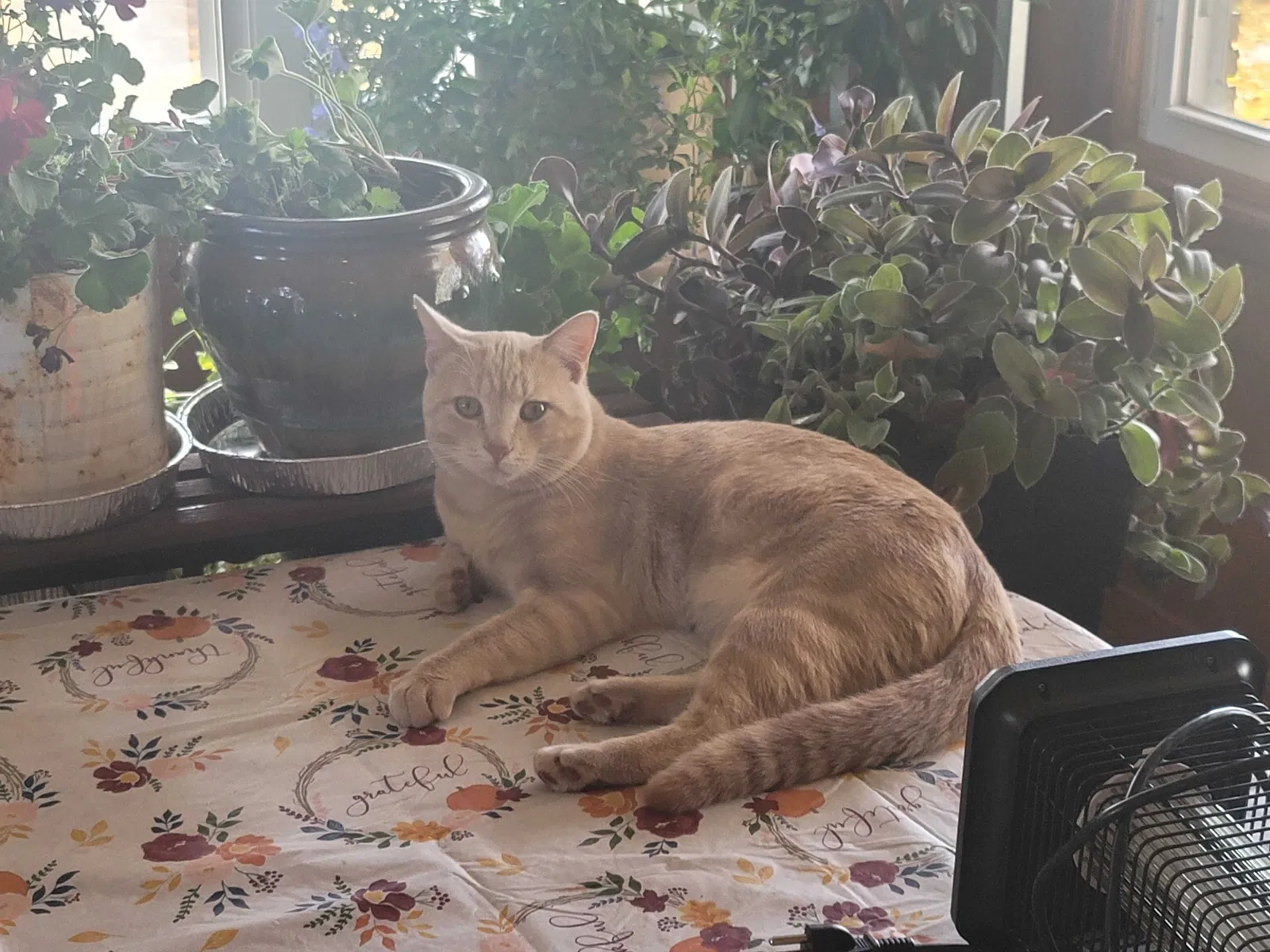Lost cat in Sandwich, IL, 60548
