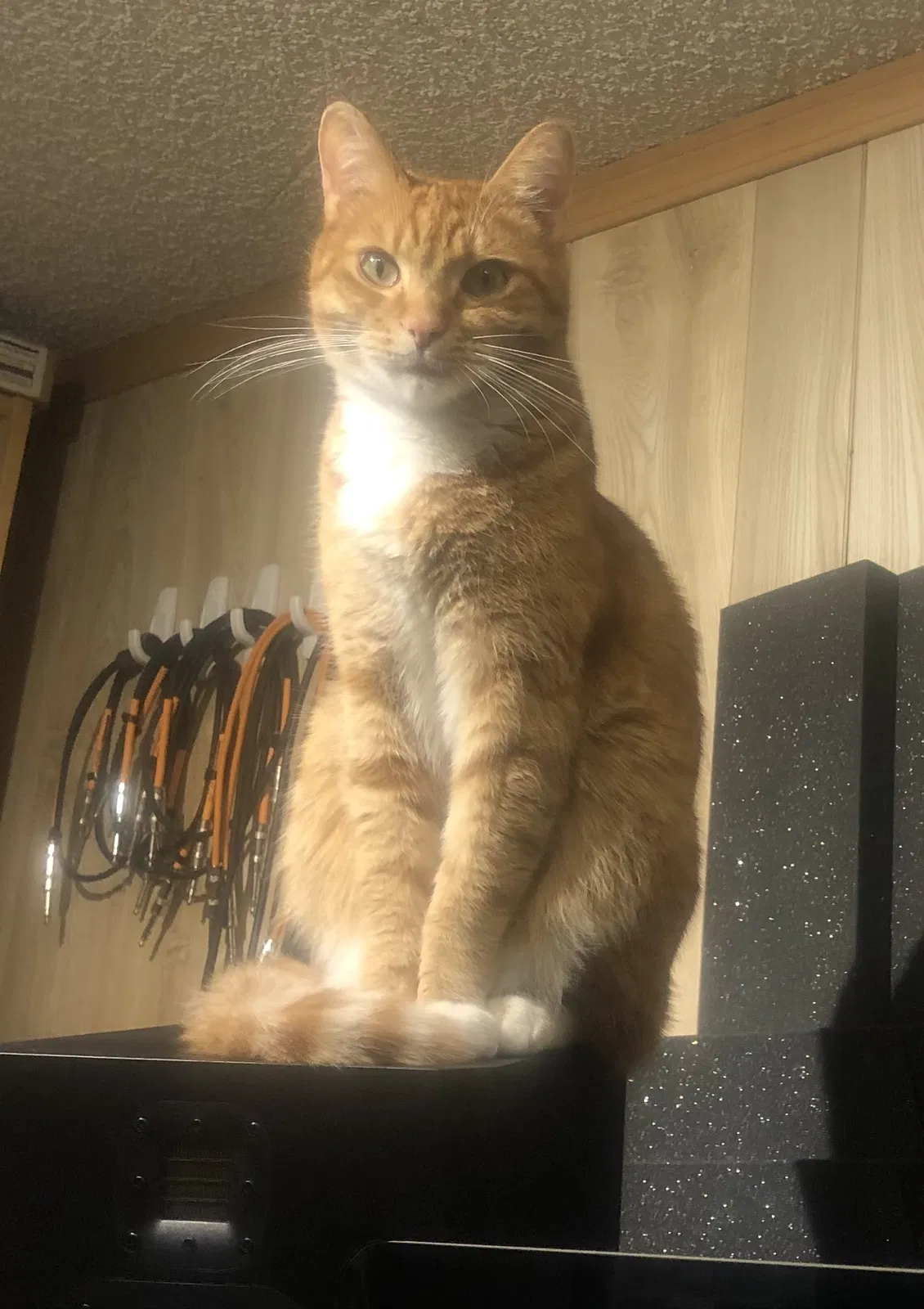 Found cat in Burbank, CA, 91504