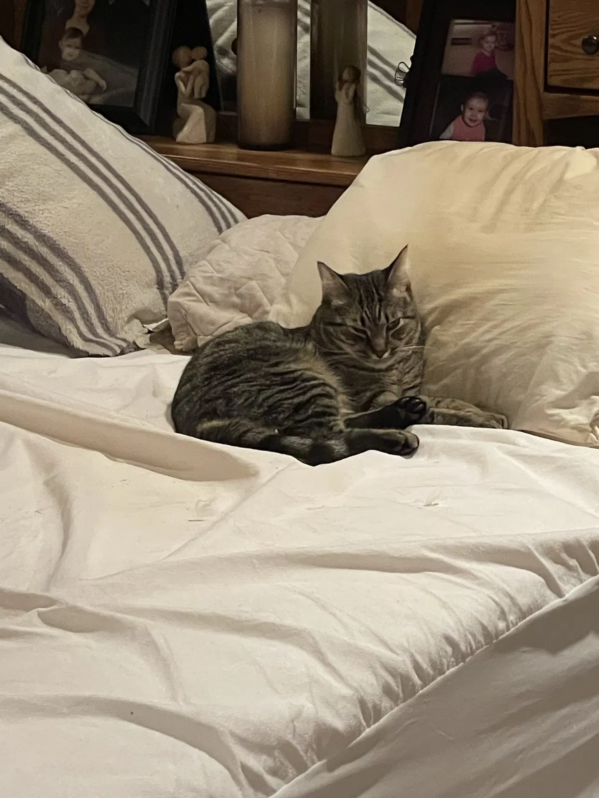 Lost cat in Hanover, PA, 17331