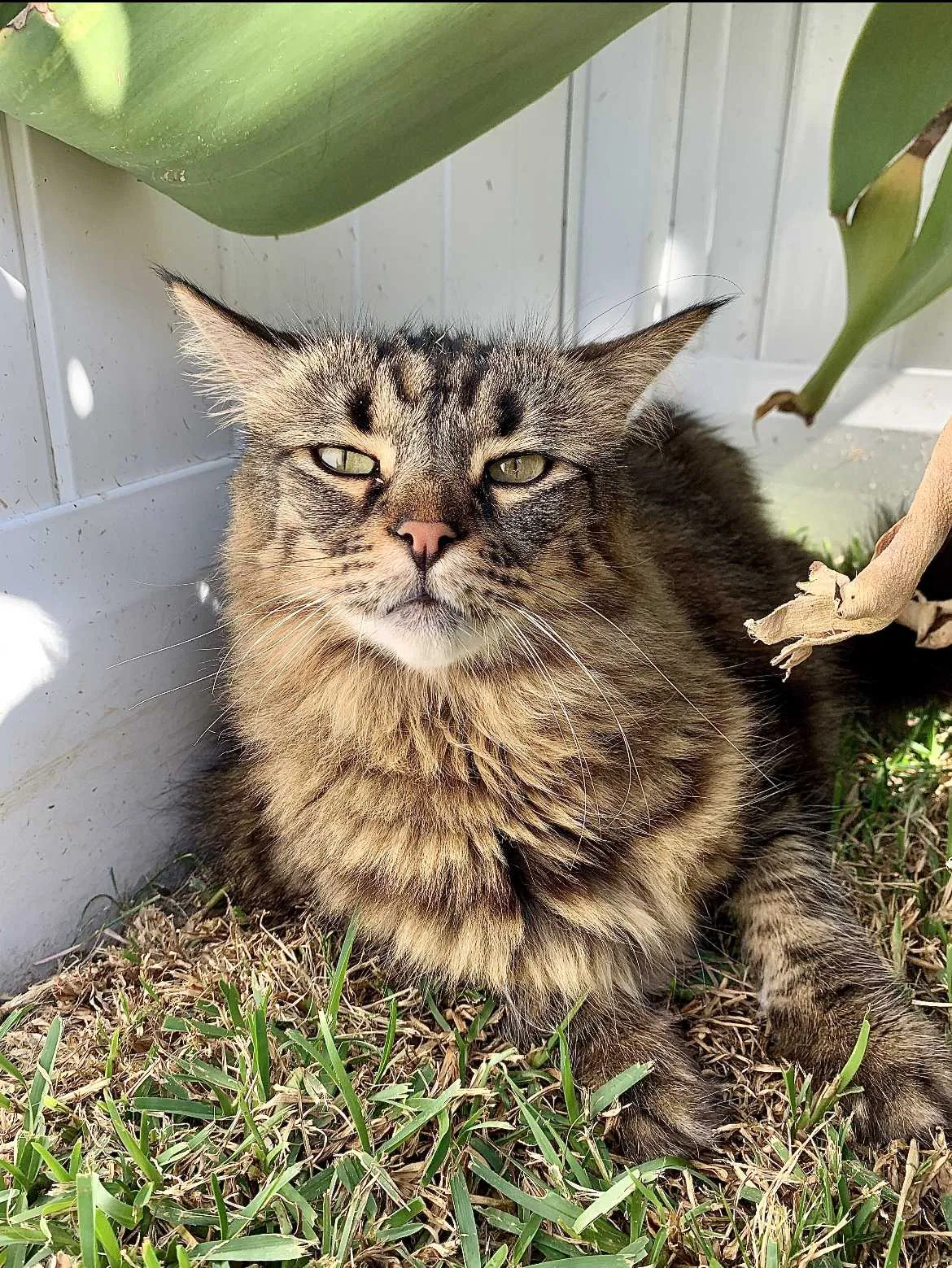 Lost cat in Santa Ana, CA, 92707