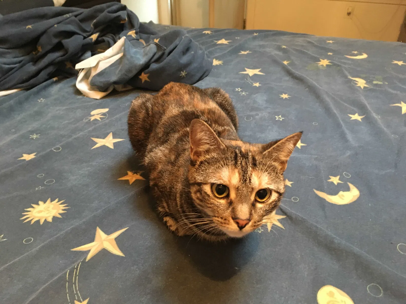 Lost cat in Bronx, NY, 10473