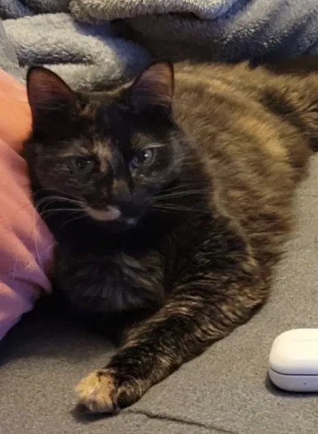 Lost cat in Kernersville, NC, 27284