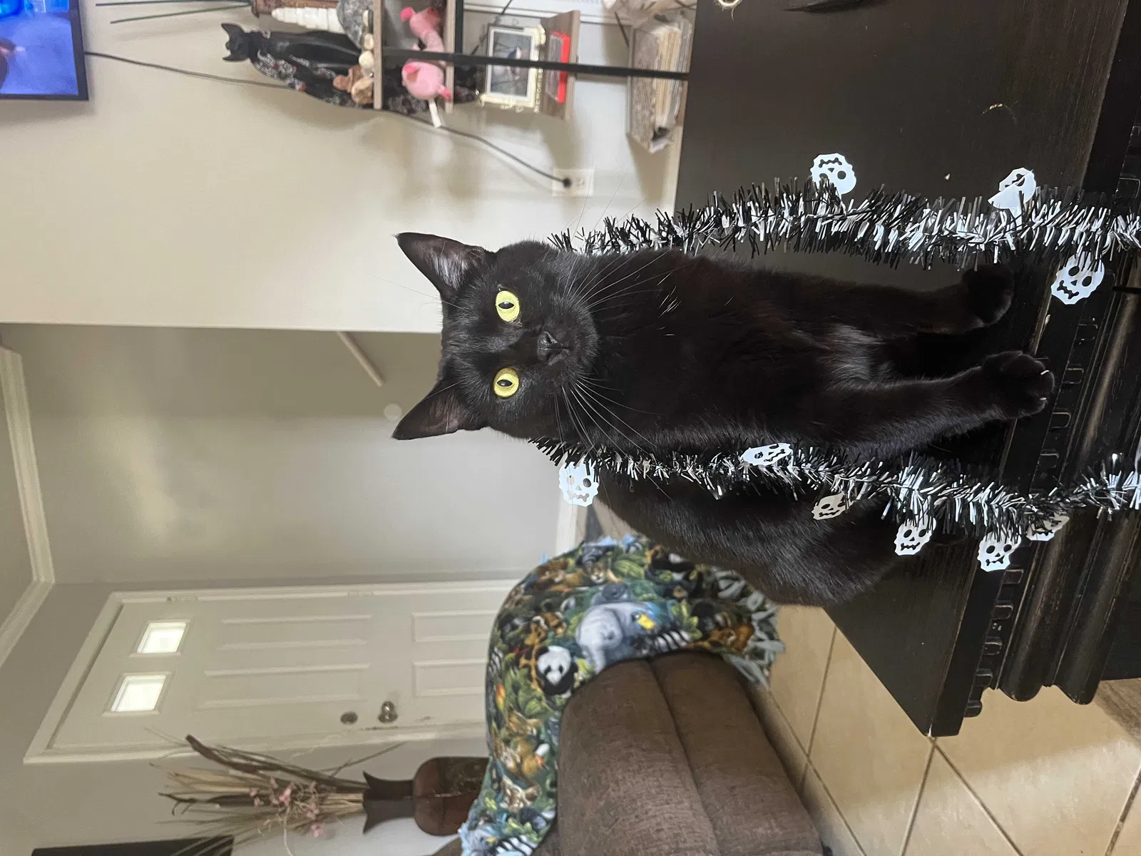 Lost cat in Cabot, AR, 72023