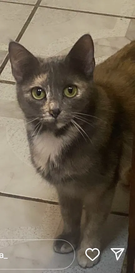 Lost cat in Cicero, IL, 60804