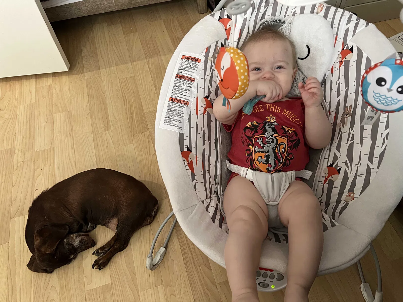 Lost dog in Las Vegas, NV, 89139