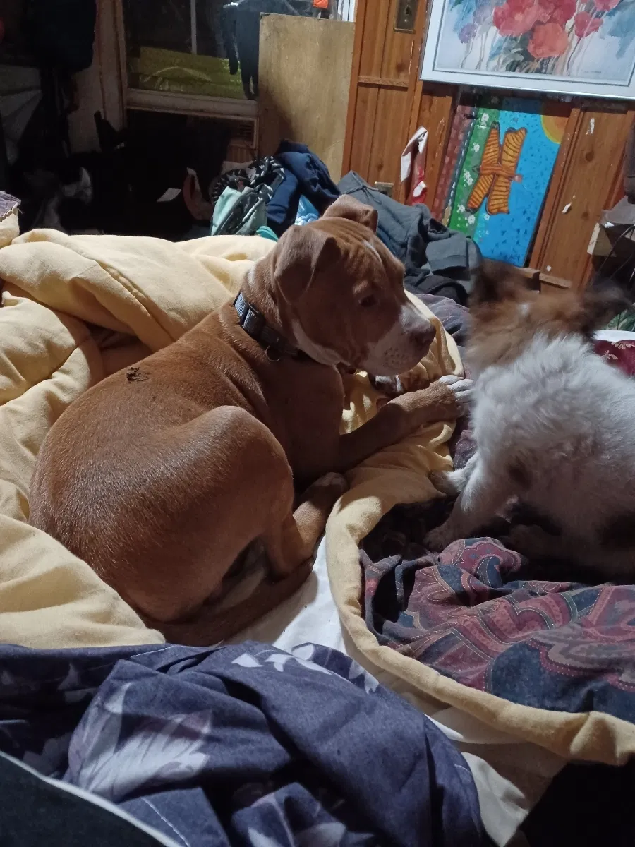 Lost dog in New Port Richey, FL, 34653