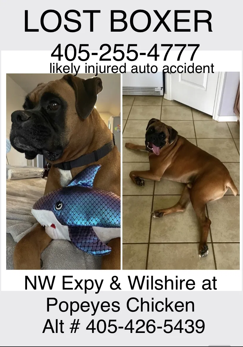 Lost dog in Yukon, OK, 73099
