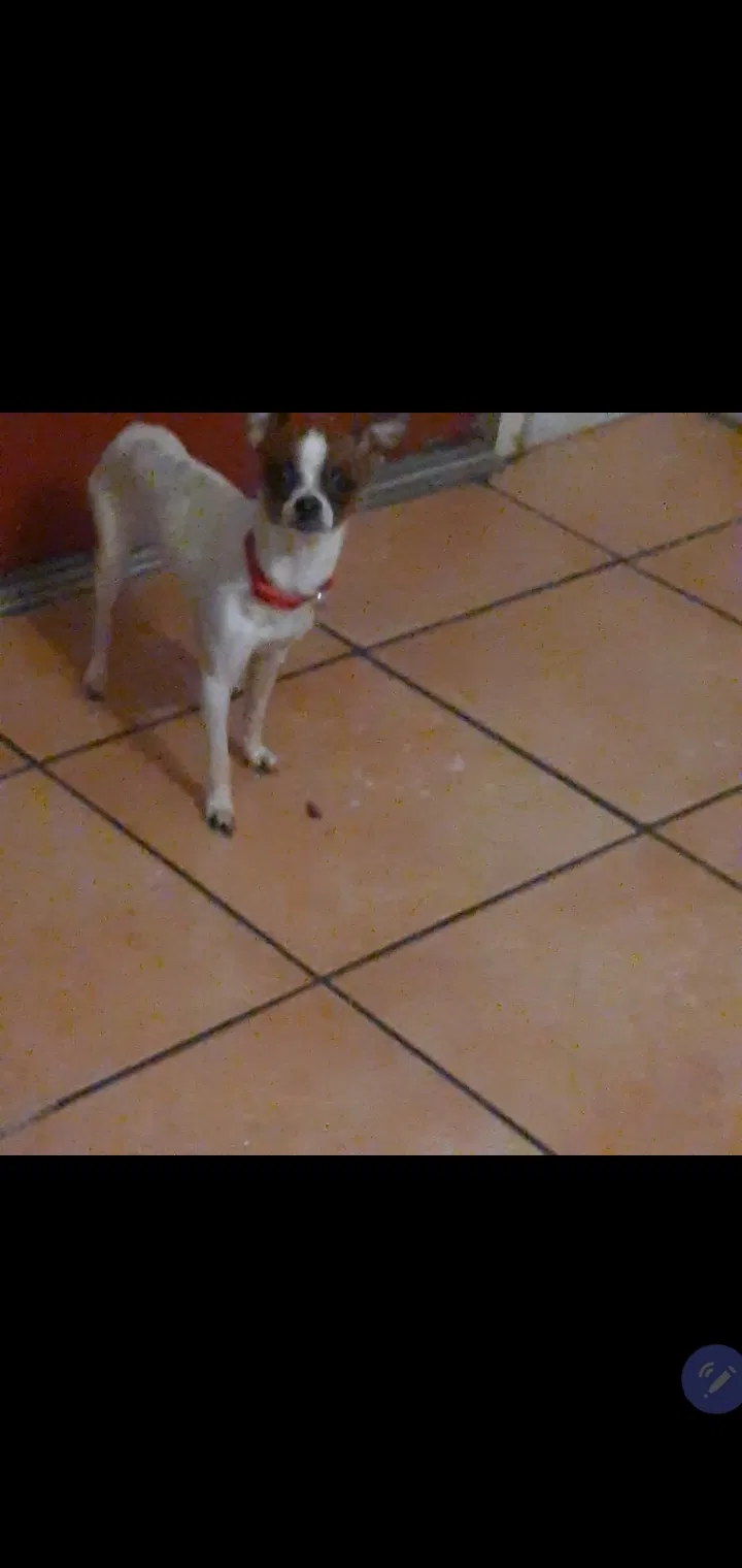Lost dog in Fresno, CA, 93702