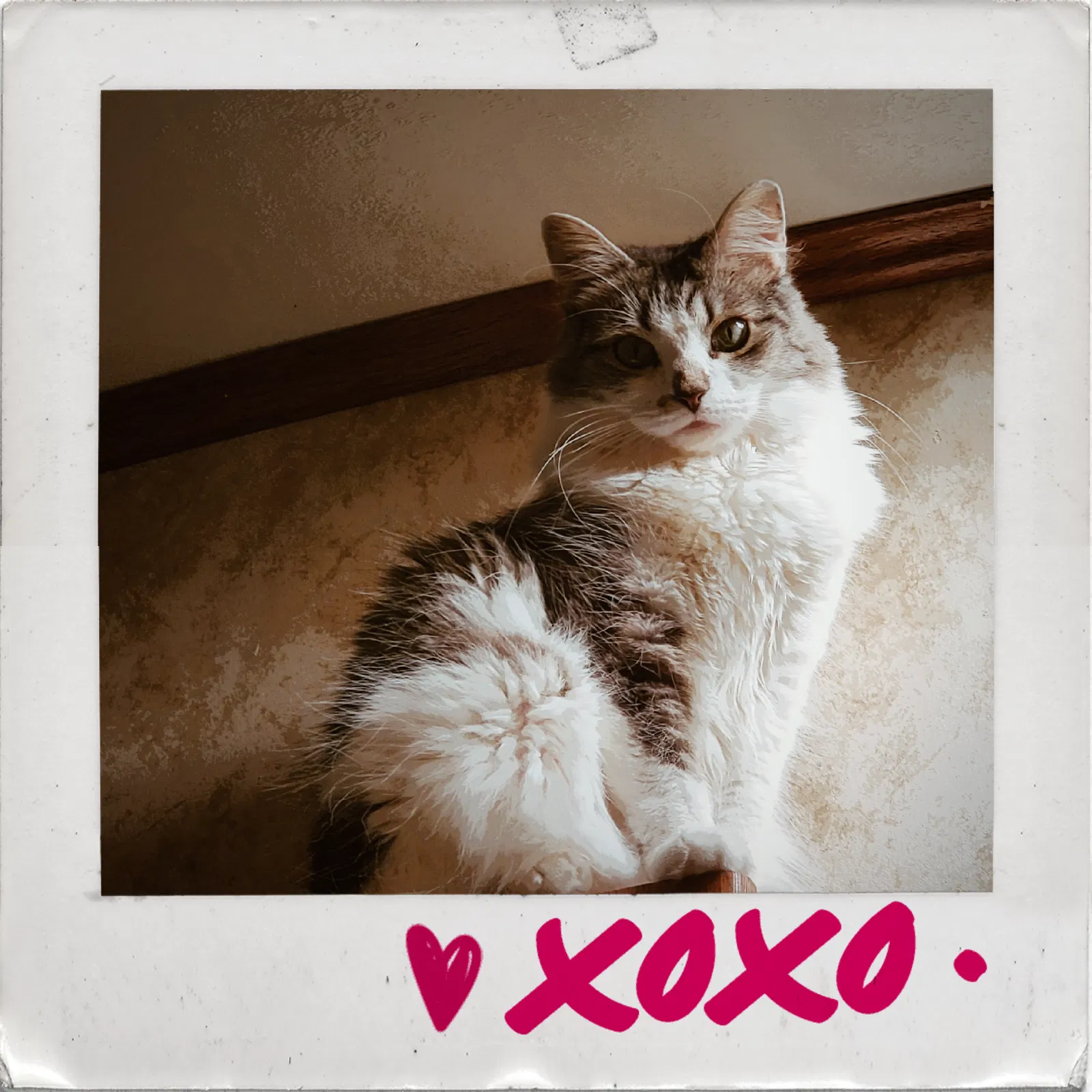 Lost cat in Baytown, TX, 77523