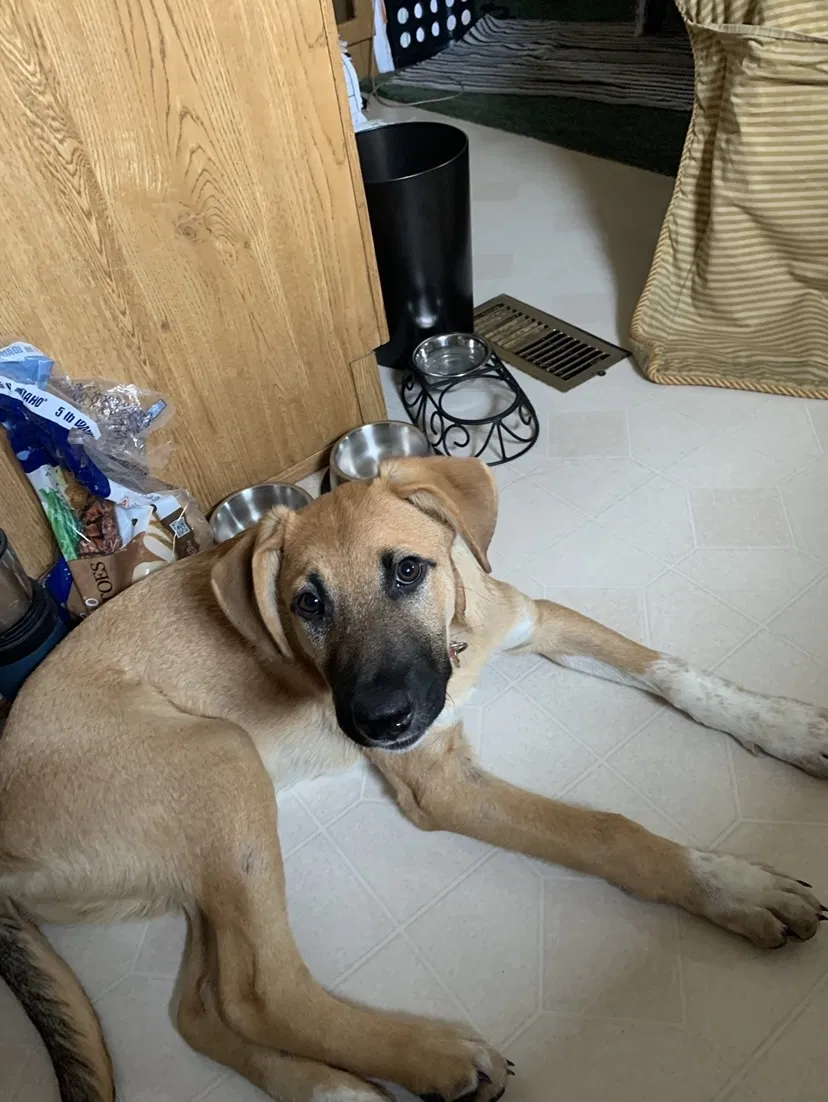 Lost dog in Silver Lake, KS, 66539