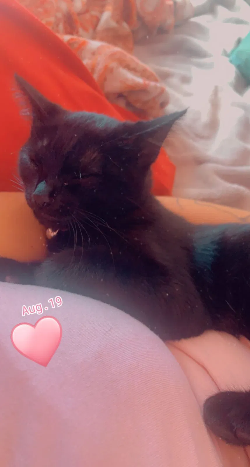 Lost cat in Salinas, CA, 93906