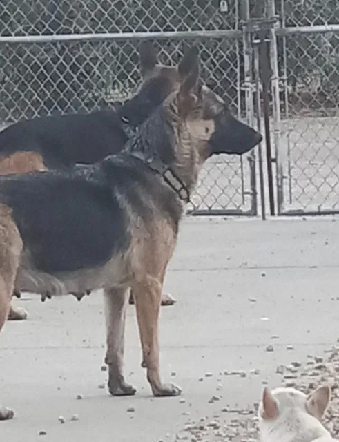 Lost dog in Desert Hot Springs, CA, 92240