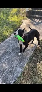 Lost dog in Monticello, GA, 31064