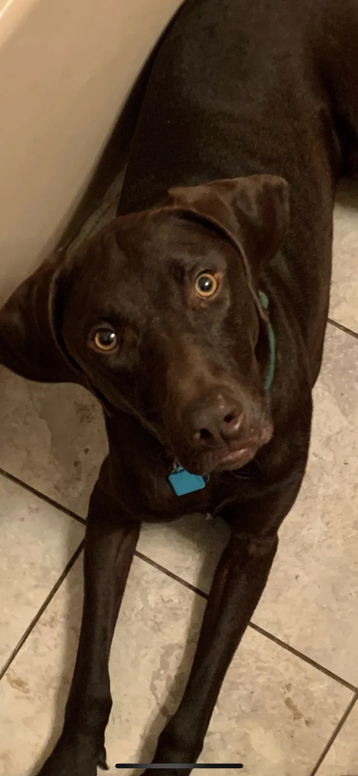 Lost dog in Oklahoma City, OK, 73115
