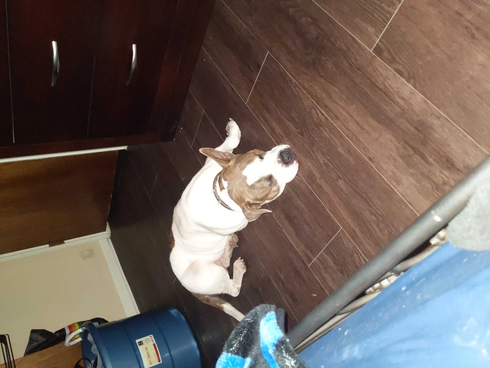 Found dog in Killeen, TX, 76541