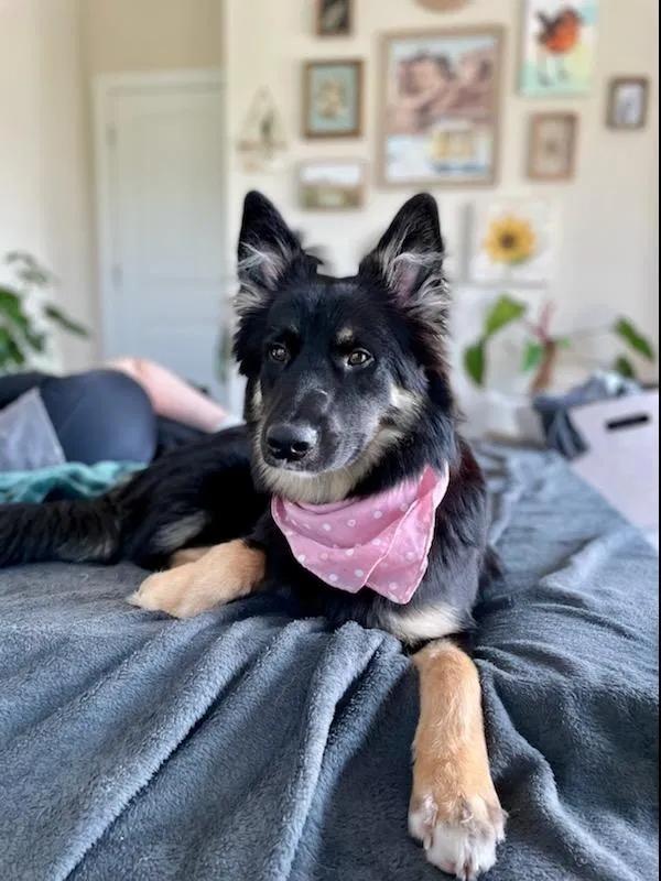 Lost dog in Knightdale, NC, 27545