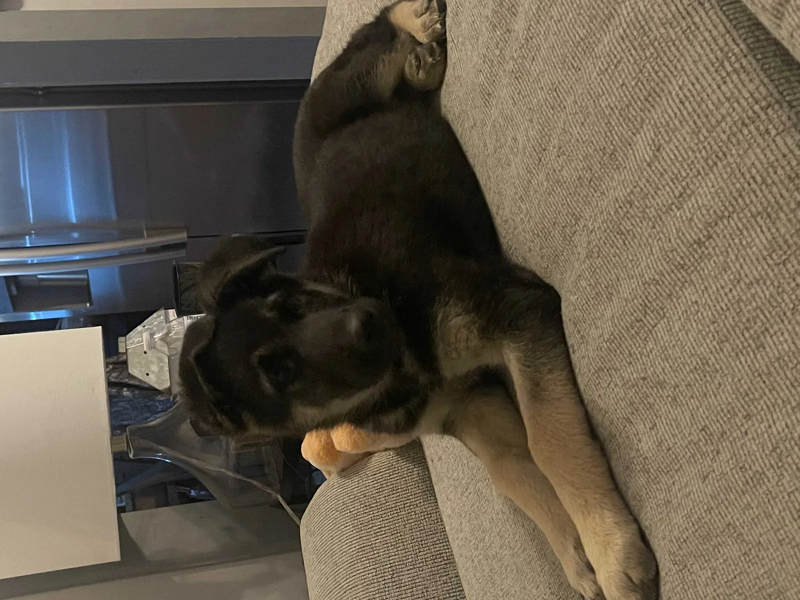 Lost dog in Marianna, AR, 72360