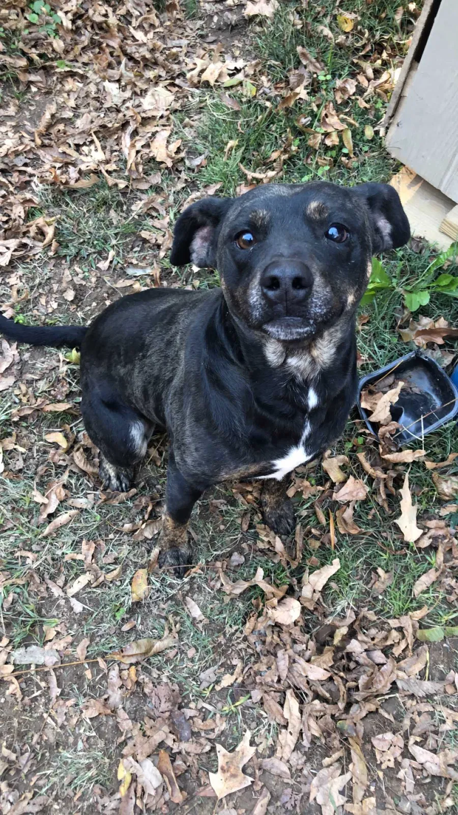 Lost dog in Memphis, TN, 38127