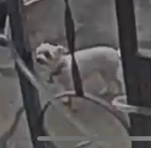 Lost dog in Milpitas, CA, 95035