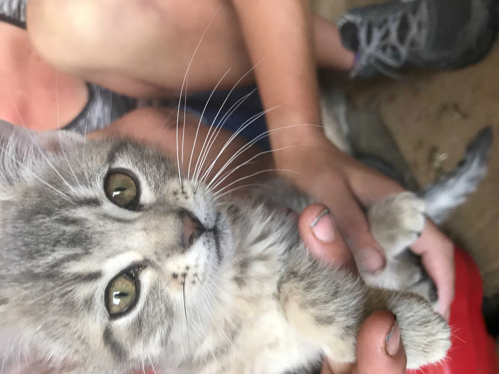 Lost cat in Harvard, IL, 60033