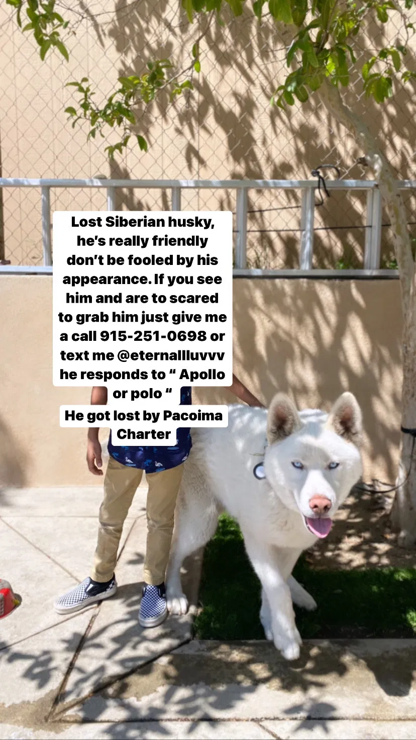 Lost dog in Pacoima, CA, 91331