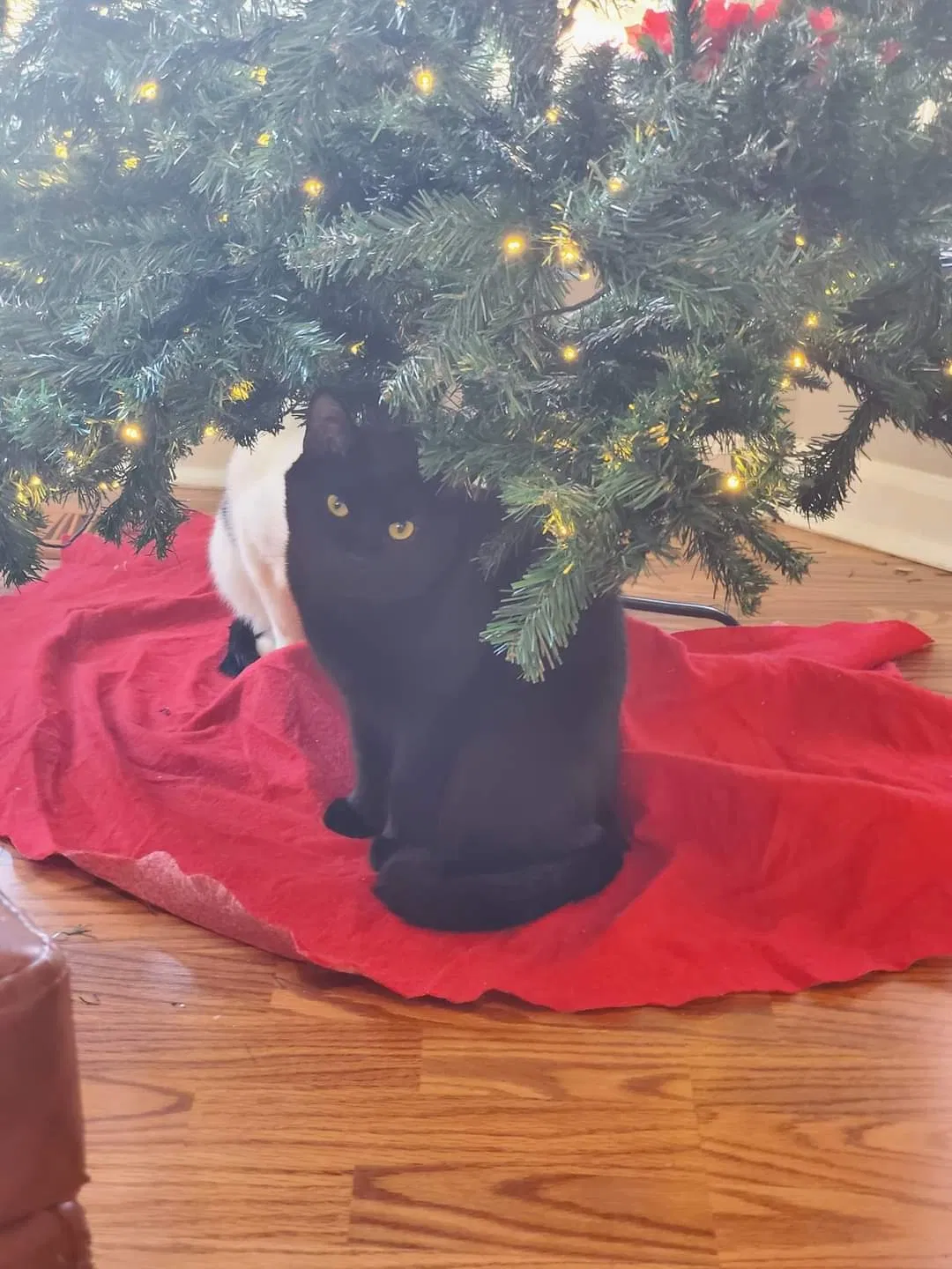 Lost cat in Kernersville, NC, 27284