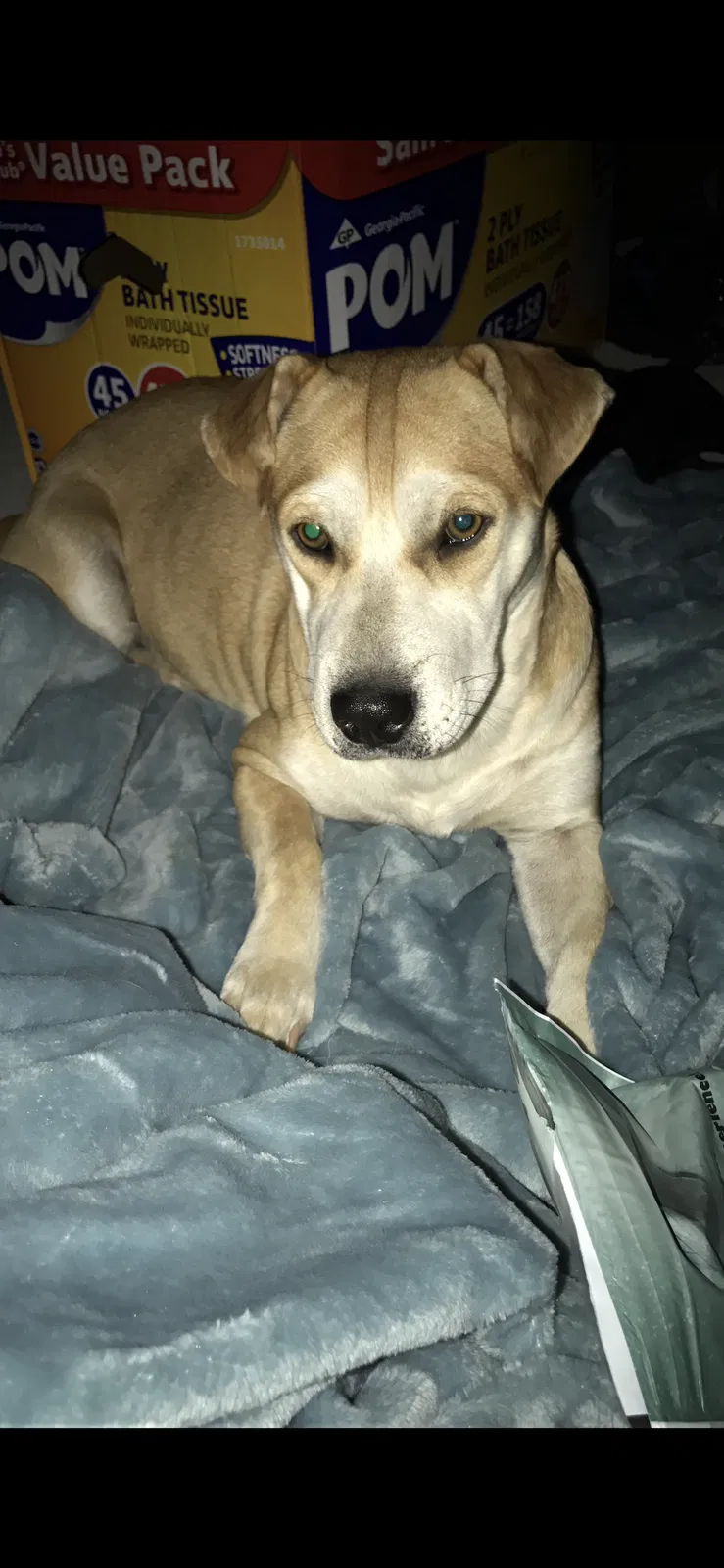 Lost dog in Phoenix, AZ, 85009