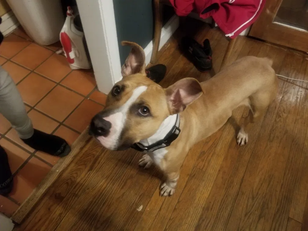Lost dog in Hyattsville, MD, 20782
